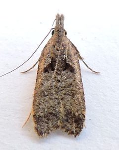 Dichomeris delotella by (c) jimeckert49, some rights reserved (CC BY). Used under a CC-BY license.