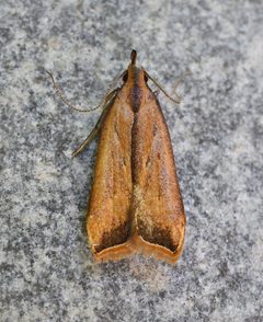 Dichomeris heriguronis by (c) brendanboyd, some rights reserved (CC BY). Used under a CC-BY license.