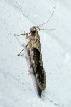 Chionodes occidentella by no rights reserved, uploaded by Mirko Schoenitz. Used under a CC0 license.