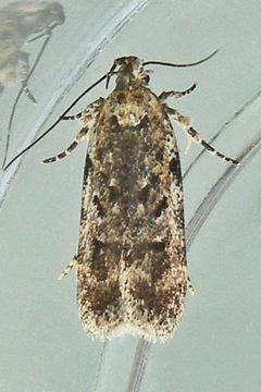 Chionodes pereyra by (c) Bill Keim, some rights reserved (CC BY). Used under a CC-BY license.