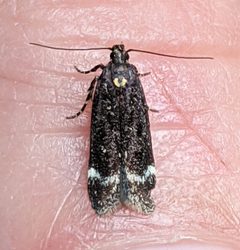Chionodes sabinianae by no rights reserved, uploaded by Ben Keen. Used under a CC0 license.