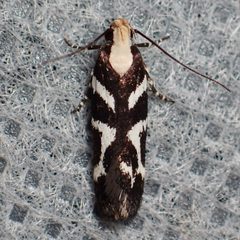 Filatima albilorella by (c) Sue Carnahan, some rights reserved (CC BY), uploaded by Sue Carnahan. Used under a CC-BY license.