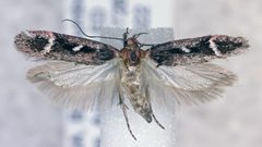 Gelechia dromicella by (c) Dave, some rights reserved (CC BY), uploaded by Dave. Used under a CC-BY license.