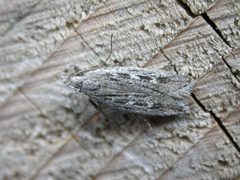 Gelechia sabinellus by (c) Donald Hobern, some rights reserved (CC BY). Used under a CC-BY license.