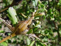 Gnorimoschema baccharisella by (c) Franco Folini, some rights reserved (CC BY). Used under a CC-BY license.