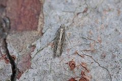 Scrobipalpa artemisiella by (c) Nigel Voaden, sommige rechten voorbehouden (CC BY). Used under a CC-BY license.