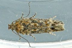 Symmetrischema pallidochrella by (c) Bill Keim, some rights reserved (CC BY), uploaded by Bill Keim. Used under a CC-BY license.