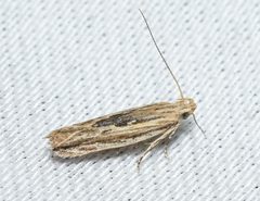 Symmetrischema striatella by no rights reserved, uploaded by Chrissy McClarren and Andy Reago. Used under a CC0 license.