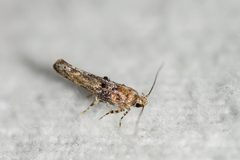Agnippe biscolorella by (c) Owen Strickland, some rights reserved (CC BY), uploaded by Owen Strickland. Used under a CC-BY license.