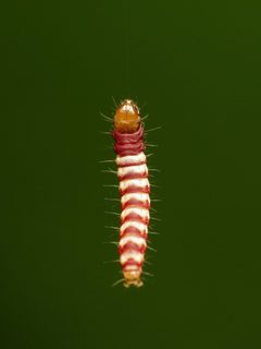 Arogalea cristifasciella by (c) Katja Schulz, some rights reserved (CC BY), uploaded by Katja Schulz. Used under a CC-BY license.