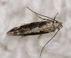 Coleotechnites quercivorella by (c) Nick Block, some rights reserved (CC BY), uploaded by Nick Block. Used under a CC-BY license.