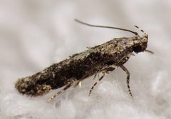 Coleotechnites quercivorella by (c) Nick Block, some rights reserved (CC BY), uploaded by Nick Block. Used under a CC-BY license.
