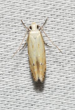 Coleotechnites variiella by no rights reserved, uploaded by Chrissy McClarren and Andy Reago. Used under a CC0 license.