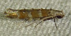 Exoteleia pinifoliella by (c) David Dodd, some rights reserved (CC BY), uploaded by David Dodd. Used under a CC-BY license.