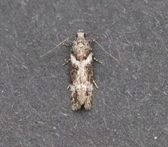 Neotelphusa praefixa by (c) Jason Grant, some rights reserved (CC BY), uploaded by Jason Grant. Used under a CC-BY license.