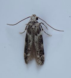 Neotelphusa querciella by (c) Thomas Irvine, some rights reserved (CC BY), uploaded by Thomas Irvine. Used under a CC-BY license.