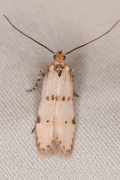 Prolita puertella by (c) Trevor Van Loon, some rights reserved (CC BY), uploaded by Trevor Van Loon. Used under a CC-BY license.
