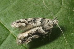 Recurvaria nanella by (c) ingridaltmann, some rights reserved (CC BY). Used under a CC-BY license.