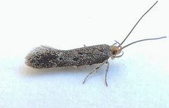Neodactylota egena by (c) jimeckert49, some rights reserved (CC BY). Used under a CC-BY license.