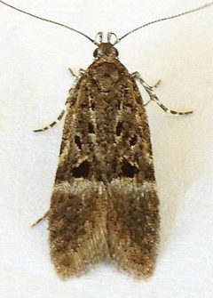 Neodactylota snellenella by (c) jimeckert49, some rights reserved (CC BY). Used under a CC-BY license.