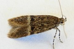 Neodactylota snellenella by (c) jimeckert49, some rights reserved (CC BY). Used under a CC-BY license.