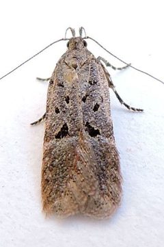 Neodactylota snellenella by (c) jimeckert49, some rights reserved (CC BY). Used under a CC-BY license.