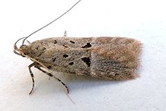 Neodactylota snellenella by (c) jimeckert49, some rights reserved (CC BY). Used under a CC-BY license.