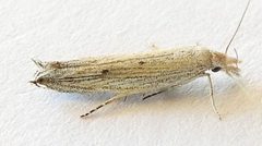 Sophronia primella by (c) jimeckert49, some rights reserved (CC BY). Used under a CC-BY license.