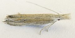 Sophronia primella by (c) jimeckert49, some rights reserved (CC BY). Used under a CC-BY license.