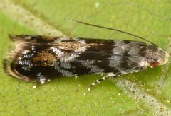 Holophysis emblemella by (c) skitterbug, some rights reserved (CC BY), uploaded by skitterbug. Used under a CC-BY license.