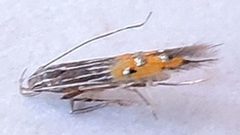 Cosmopterix opulenta by (c) jimeckert49, some rights reserved (CC BY). Used under a CC-BY license.