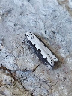 Ethmia by (c) SteveM4560, some rights reserved (CC BY), uploaded by SteveM4560. Used under a CC-BY license.