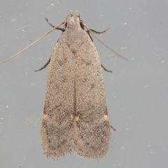 Anacampsis comparanda by (c) Victor Engel, some rights reserved (CC BY), uploaded by Victor Engel. Used under a CC-BY license.