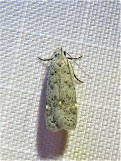 Anacampsis comparanda by (c) Annika Lindqvist, some rights reserved (CC BY), uploaded by Annika Lindqvist. Used under a CC-BY license.