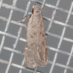 Anacampsis comparanda by (c) Victor Engel, some rights reserved (CC BY), uploaded by Victor Engel. Used under a CC-BY license.