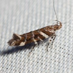 Aristotelia argentifera by (c) Ken-ichi Ueda, some rights reserved (CC BY), uploaded by Ken-ichi Ueda. Used under a CC-BY license.