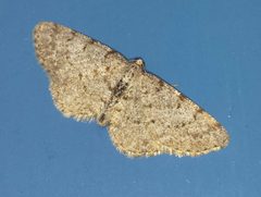 Aethalura intertexta by (c) alicia penney, some rights reserved (CC BY), uploaded by alicia penney. Used under a CC-BY license.