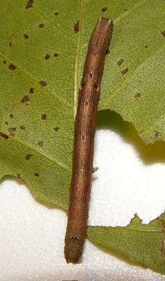 Anavitrinella pampinaria by (c) jimeckert49, some rights reserved (CC BY). Used under a CC-BY license.