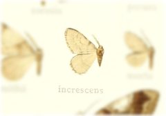 Animomyia morta by no rights reserved, uploaded by Andreas Manz. Used under a CC0 license.