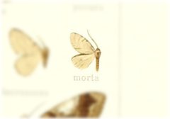 Animomyia morta by no rights reserved, uploaded by Andreas Manz. Used under a CC0 license.