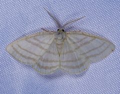 Cabera quadrifasciaria by (c) Trevor Edmonson, some rights reserved (CC BY), uploaded by Trevor Edmonson. Used under a CC-BY license.