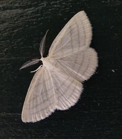 Cabera quadrifasciaria by (c) Colin Croft, some rights reserved (CC BY), uploaded by Colin Croft. Used under a CC-BY license.