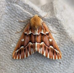 Caripeta aequaliaria by no rights reserved, uploaded by Ben Keen. Used under a CC0 license.