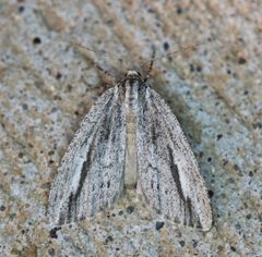 Carphoides incopriarius by no rights reserved, uploaded by Robb Hannawacker. Used under a CC0 license.