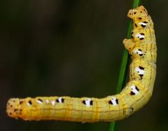 Cingilia catenaria by (c) aarongunnar, some rights reserved (CC BY), uploaded by aarongunnar. Used under a CC-BY license.