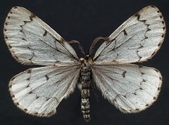 Cingilia catenaria by (c) Doug Macaulay, some rights reserved (CC BY), uploaded by Doug Macaulay. Used under a CC-BY license.