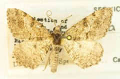 Digrammia gnophosaria by no rights reserved, uploaded by Robbie Hannawacker. Used under a CC0 license.