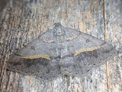 Digrammia neptaria by (c) Trevor Van Loon, some rights reserved (CC BY), uploaded by Trevor Van Loon. Used under a CC-BY license.