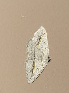 Digrammia neptaria by no rights reserved, uploaded by Theo Summer. Used under a CC0 license.