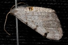 Digrammia triviata by (c) Jeremy deWaard. University of British Columbia., some rights reserved (CC BY). Used under a CC-BY license.